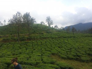 Mikey stands in front of a landscape of rolling hills covered in lush green tea fields