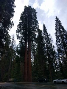 Mikey's car is parked in the shoulder. Next to his car is a grove of giant Sequoia trees.