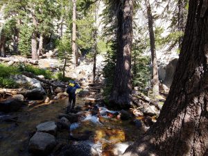 Mikey is walking from stone to stone across a stream in the high sierras. All around the stream are big, lush-green trees.